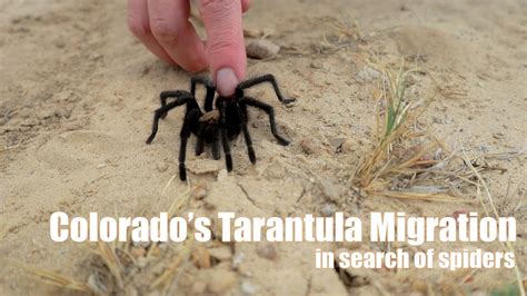 pueblo tarantula migration|where to watch tarantula migration.